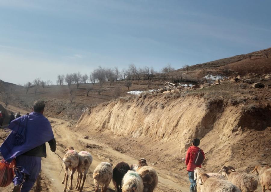 terreno arido in Afghanistan con uomo con gregge di pecore e bambino 