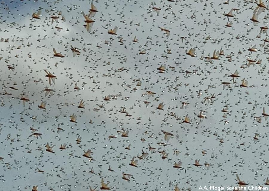 sciame di locuste in volo stagliate sul cielo