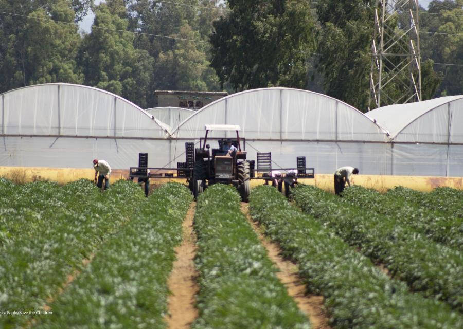 braccianti agricoli che svolgono lavoro agricolo in una serra