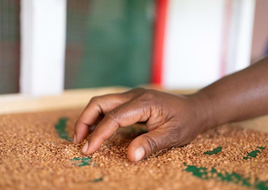 mano tocca semi agricoli