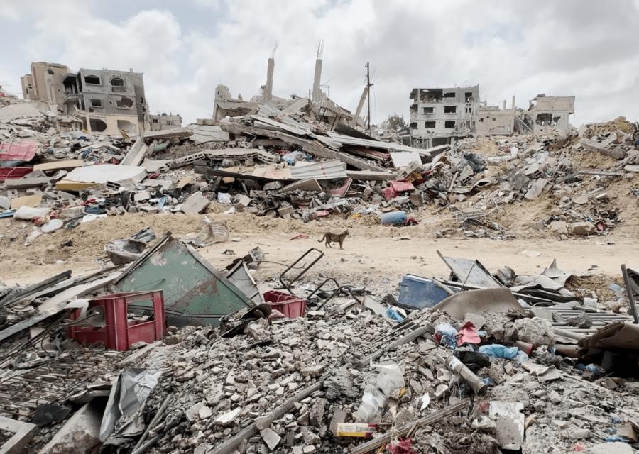 Un gatto tra le macerie di Khan Younis a Gaza